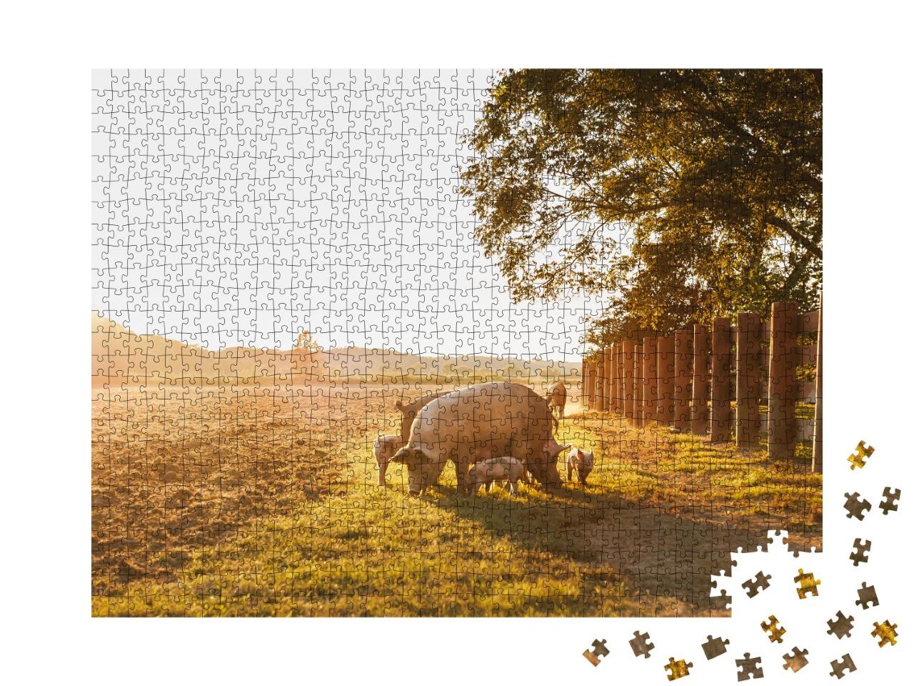 Puzzle 1000 Teile „Hausschwein mit kleinen Ferkelchen auf einer Wiese im Sonnenuntergang“