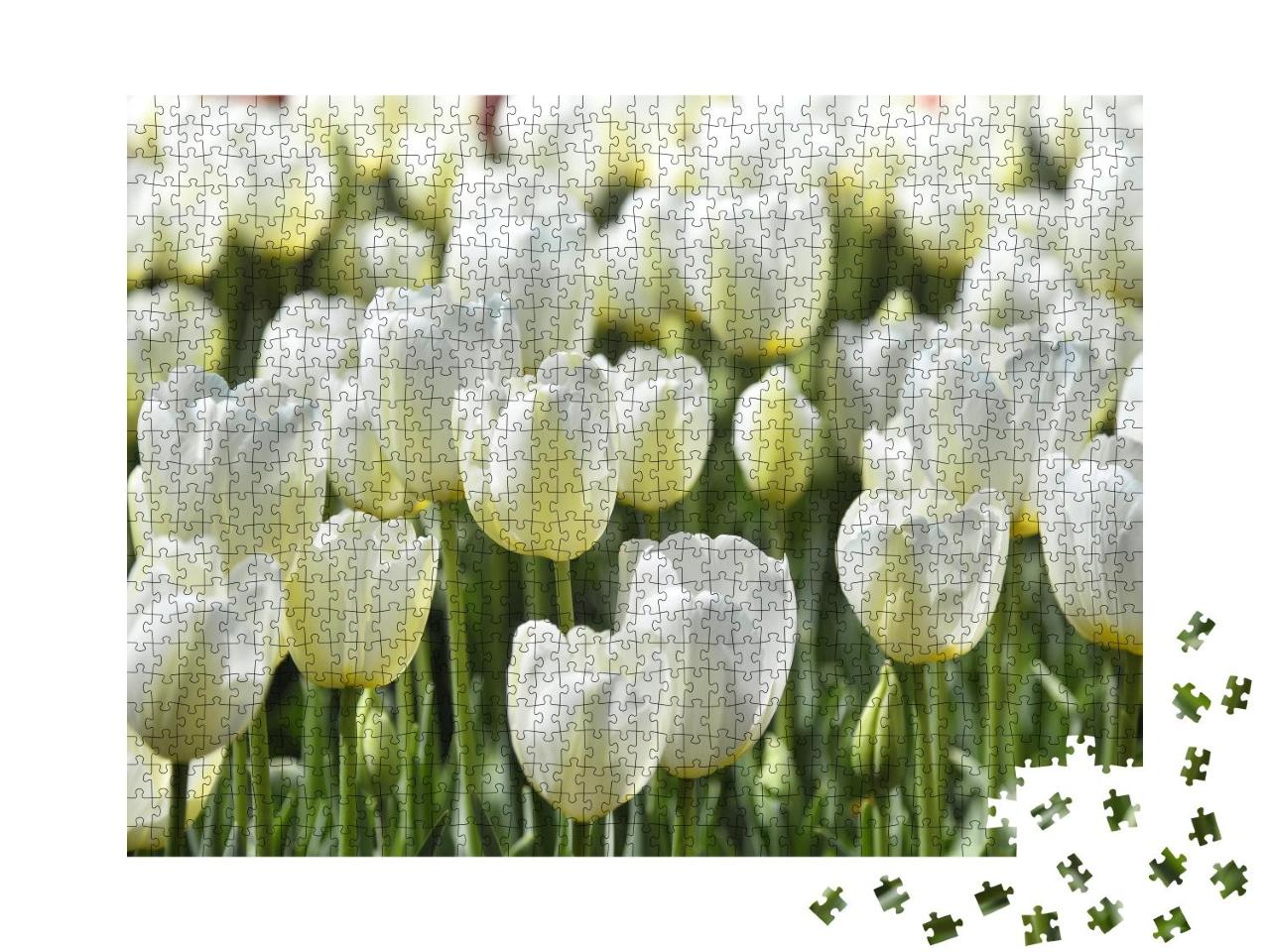 Puzzle 1000 Teile „Weiße Tulpen: Feld mit Blumen, Istanbul“
