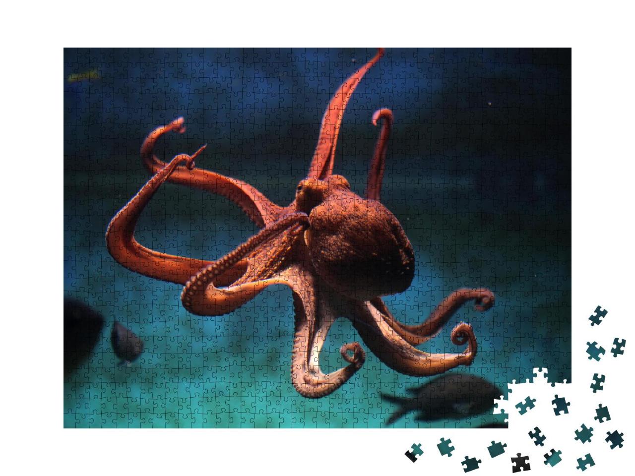 Puzzle 100 Teile „Gewöhnlicher Oktopus“