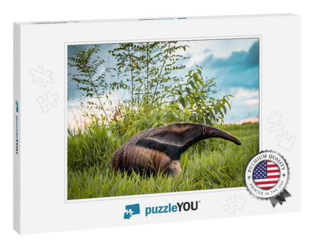 Beautiful Flag Anteater on a Bonito Farm in Brazil... Jigsaw Puzzle