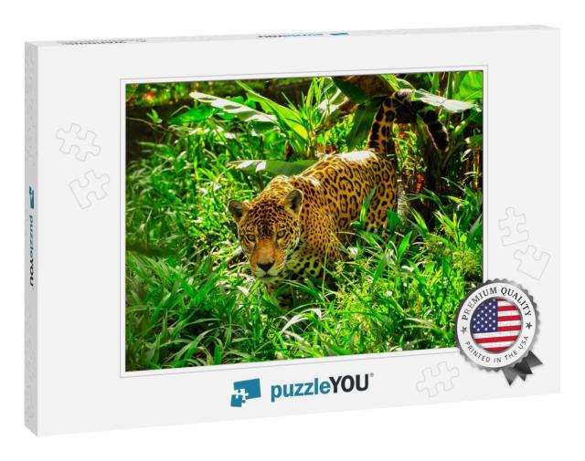An Adult Jaguar Stalking in the Grass... Jigsaw Puzzle