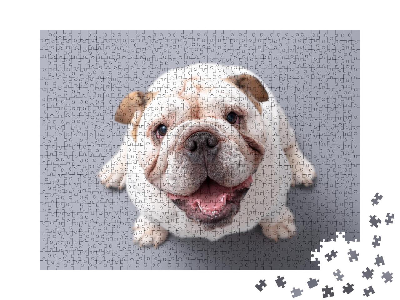 Puzzle 1000 Teile „Britische Bulldogge Welpe schaut nach oben, grauer Hintergrund“