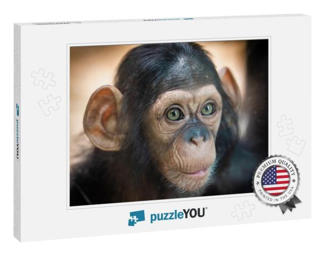 Portrait of a Baby Chimpanzee in Pilsen in Czech Republic... Jigsaw Puzzle