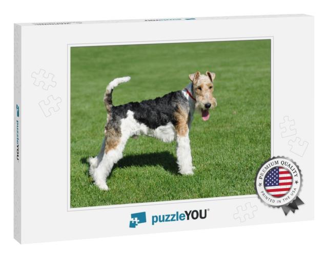 Wire Fox Terrier Portrait in Show Pose... Jigsaw Puzzle