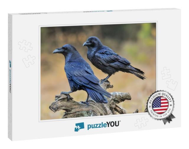 Common Raven on Old Stump. Corvus Corax... Jigsaw Puzzle