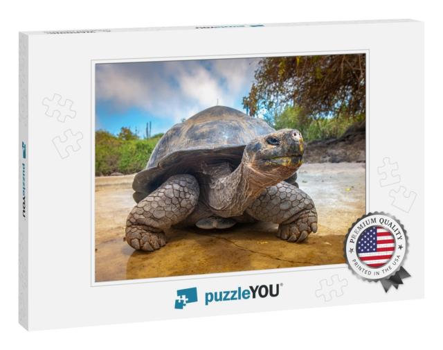 Galapagos Islands. Galapagos Tortoise. Big Turtle. Ecuado... Jigsaw Puzzle