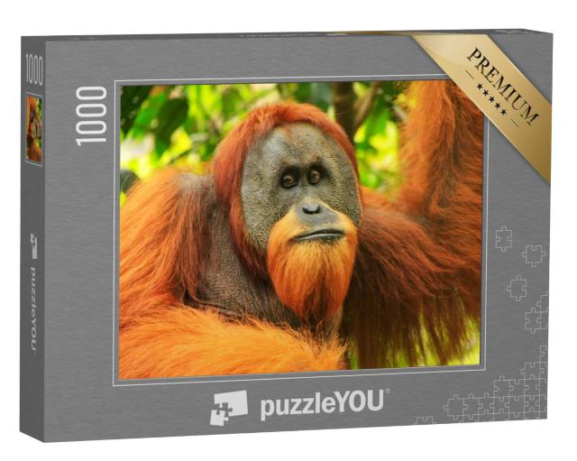 Puzzel 1000 stukjes „Portret van een mannelijke Sumatraanse orang-oetan, Indonesië“