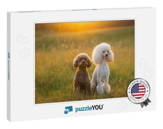 Two Poodles on the Grass. Pet in Nature. Cute Dog Like a... Jigsaw Puzzle