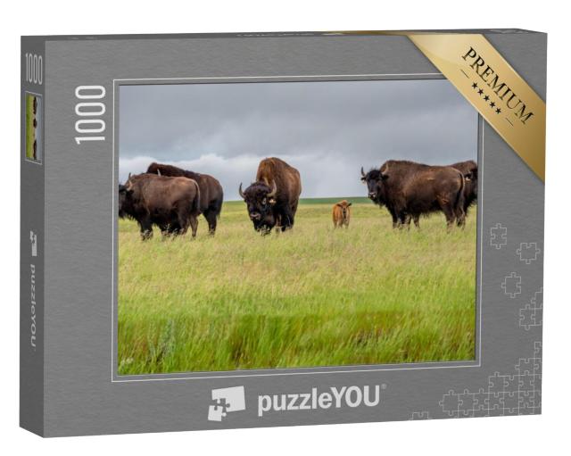 Puzzel 1000 stukjes „Een kudde prairiebizons met een kalf, Canada“