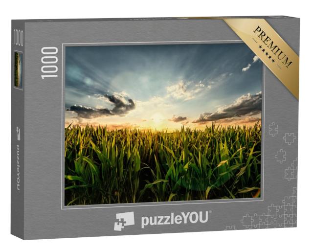 Puzzel 1000 stukjes „Maïsveld bij zonsondergang“