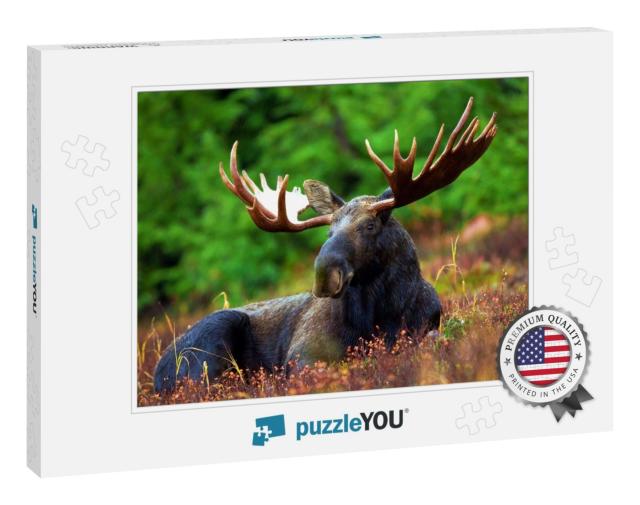 Moose Resting in Nature in the Afternoon... Jigsaw Puzzle