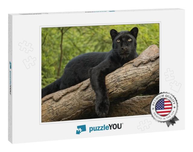 Wild Cat, Black Panther Perched on a Log... Jigsaw Puzzle