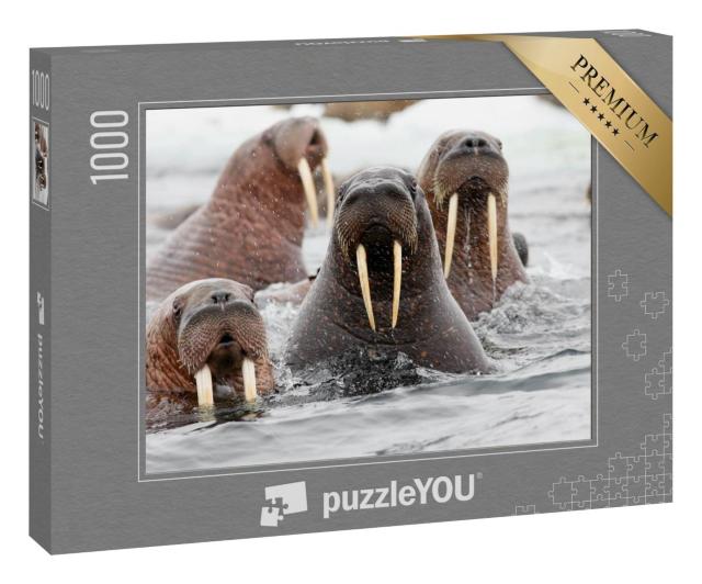 Puzzle 1000 Teile „Gruppe von Walrossen im Wasser, Meeressäugetier, Flossenfüßer“