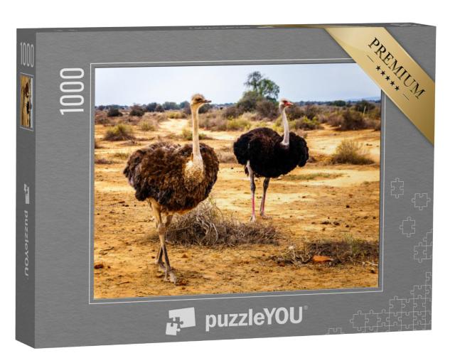 Puzzel 1000 stukjes „Vrouwelijke en mannelijke struisvogel in de halfwoestijn, Westkaap in Zuid-Afrika“