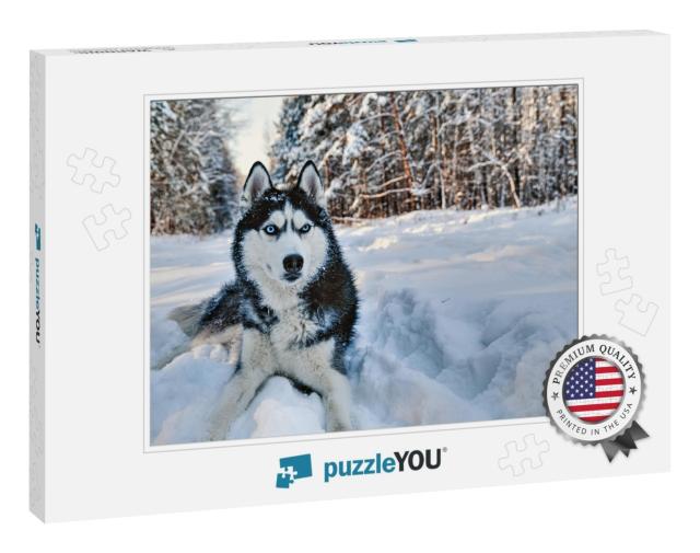 Husky Dog Lying in the Snow. Black & White Siberian Husky... Jigsaw Puzzle