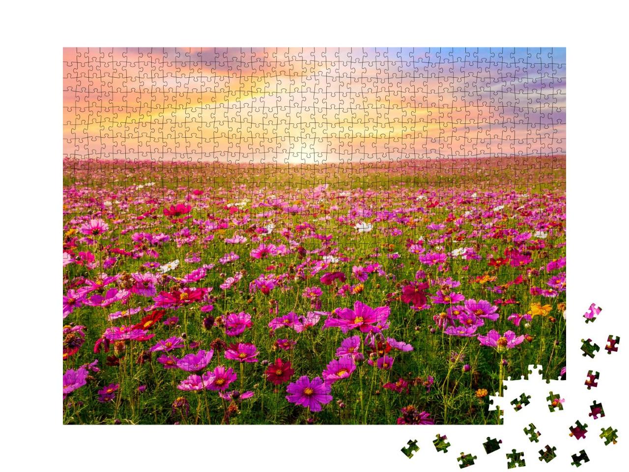 Puzzle 1000 Teile „Kosmeenfeld, Sonnenuntergang“