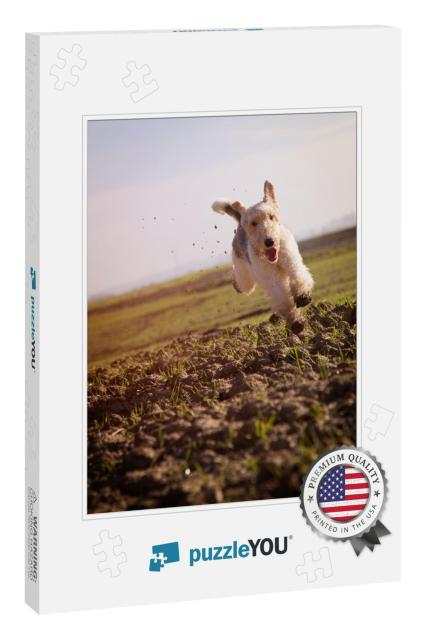 Wire Haired Fox Terrier Running Fast on Grass Ku. Fox Ter... Jigsaw Puzzle