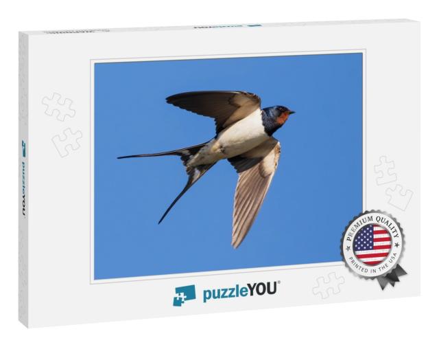 Portrait of a Flying Barn Swallow Rustica Hirundo in Fron... Jigsaw Puzzle