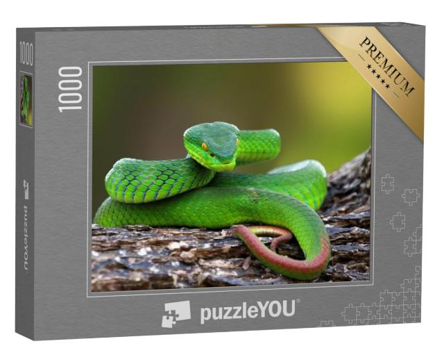 Puzzel 1000 stukjes „Trimisurus albolabris, groene slang op tak“