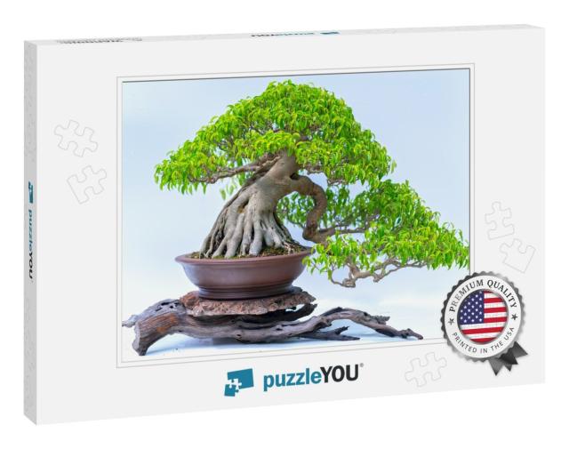 Green Old Bonsai Tree Isolated on White Background in a P... Jigsaw Puzzle