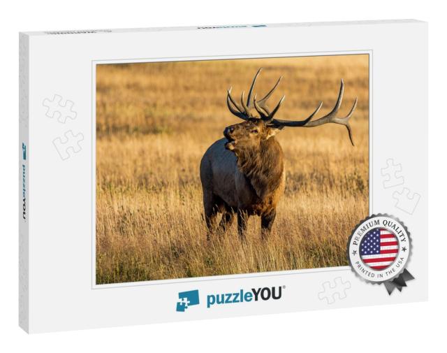 Elk in Rocky Mountain National Park... Jigsaw Puzzle