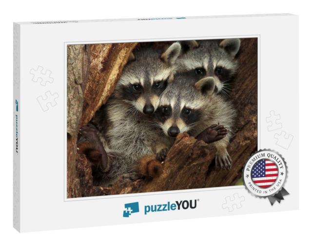 Three Cute Raccoons on a Tree... Jigsaw Puzzle