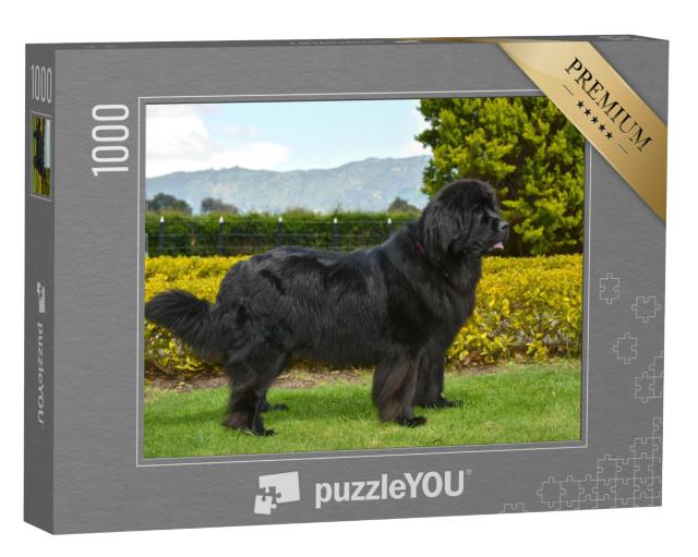 Puzzel 1000 stukjes „Zwarte Newfoundland“