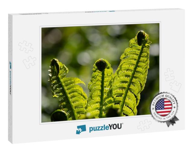 Group of Three Green Fern Spiral Sprouts Unrolling & Erec... Jigsaw Puzzle