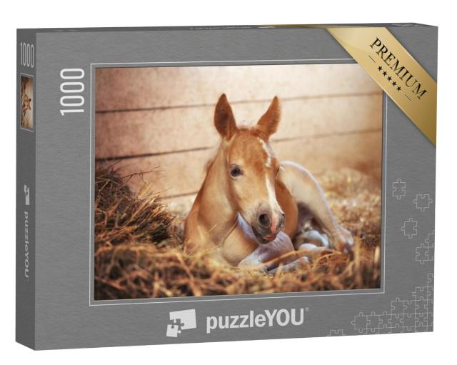 Puzzel 1000 stukjes „Een Haflinger veulen op stal“