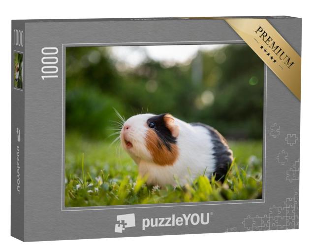 Puzzel 1000 stukjes „Cavia's op een weiland“