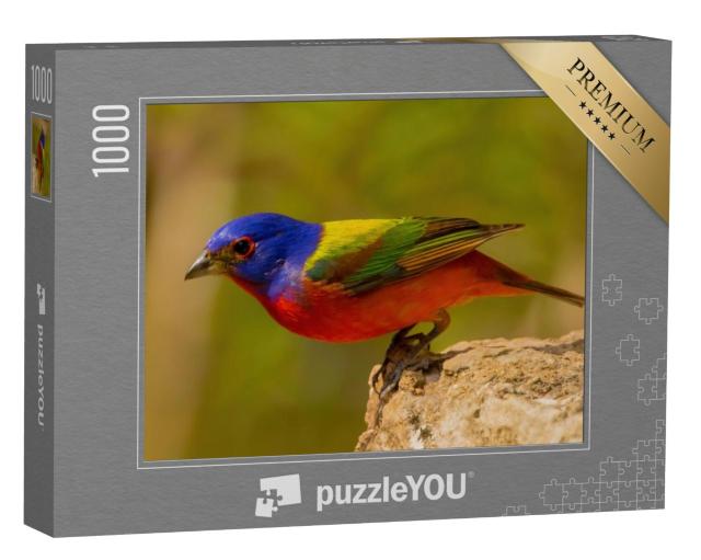 Puzzel 1000 stukjes „De rietgors, Amerika's mooiste zangvogel“