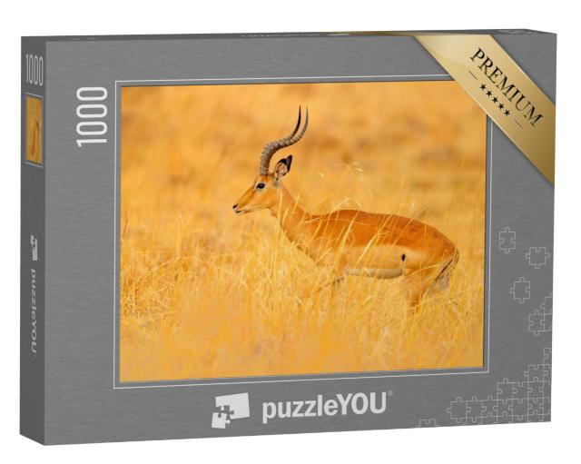 Puzzel 1000 stukjes „Antilopen midden op de grassavanne, Zuid-Afrika“