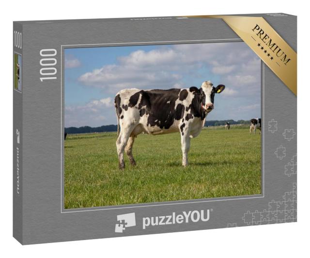 Puzzle 1000 Teile „Holstein-Kun auf einer Weide in den Niederlanden“