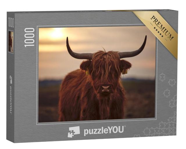 Puzzel 1000 stukjes „Jong Schots Hoogland vee“