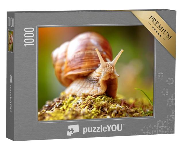 Puzzel 1000 stukjes „Close-up van een volwassen wijngaardslak“