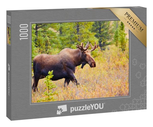 Puzzle 1000 Teile „Elch, Denali-Nationalpark, Alaska, USA“