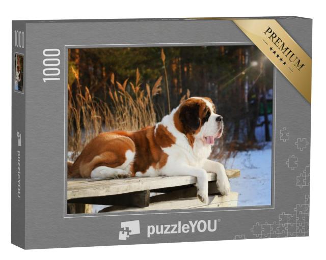 Puzzel 1000 stukjes „Een sint-bernardshond ligt op een houten loopbrug in de winter“