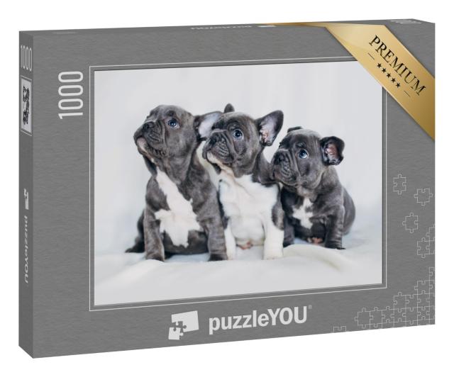 Puzzle „Porträt von drei bezaubernden Bulldoggenwelpen “