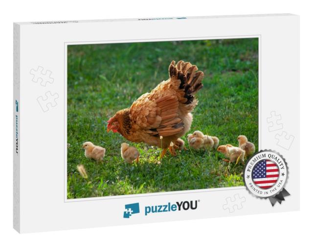 Poultry in a Rural Yard. Hen & Chickens in a Grass in the... Jigsaw Puzzle