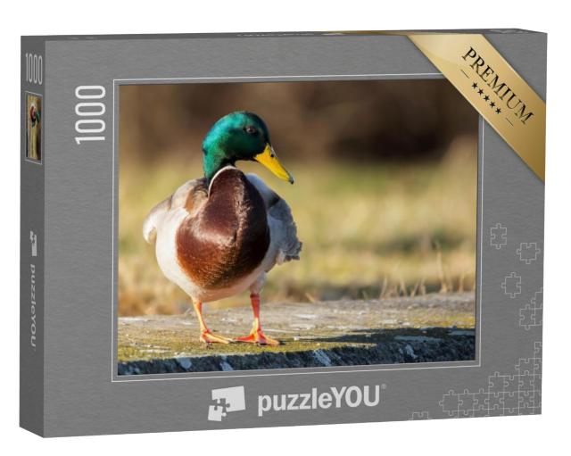 Puzzel 1000 stukjes „Wilde eend op de oever“