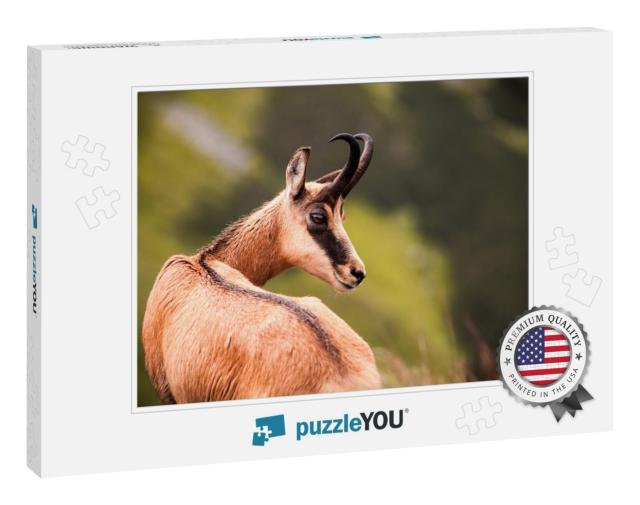 Portrait of Chamois, Wild Chamois in Nature... Jigsaw Puzzle