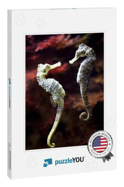 Real Alive - Swimming Couple of Long-Snouted Seahorse in... Jigsaw Puzzle