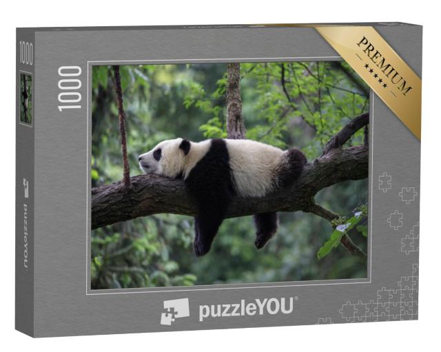 Puzzel 1000 stukjes „Pandabeer slapend op een boomtak, Bifengxia Natuurreservaat, China“