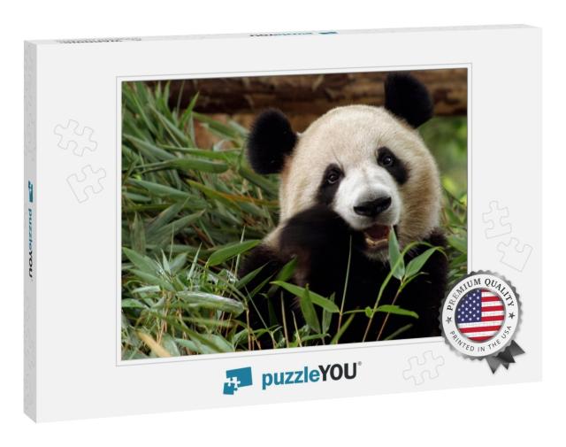 Photo of Giant Panda, the Giant Panda is Endangered Speci... Jigsaw Puzzle