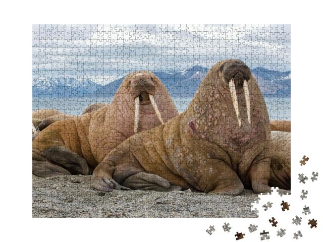 Puzzle 1000 Teile „Majestätische Walrosse in ihrem natürlichen Lebensraum“