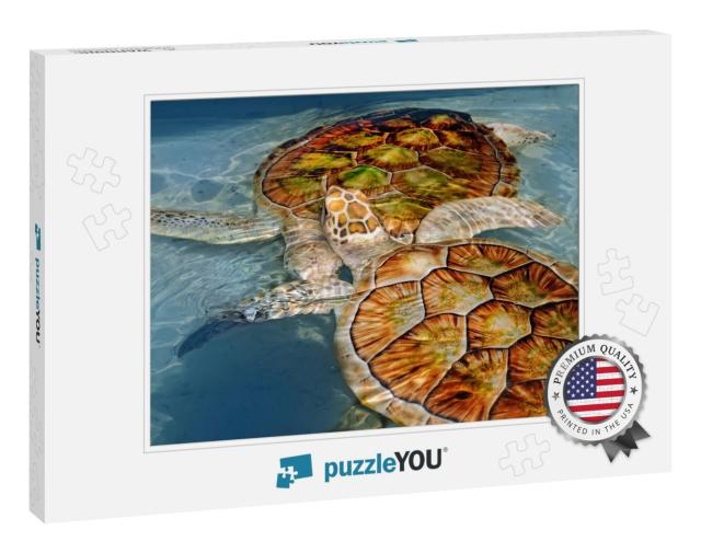Two Turtles... Jigsaw Puzzle