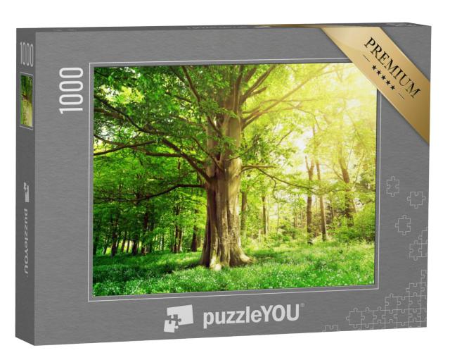 Puzzel 1000 stukjes „Beukenbos met een oude boom in het zonlicht“