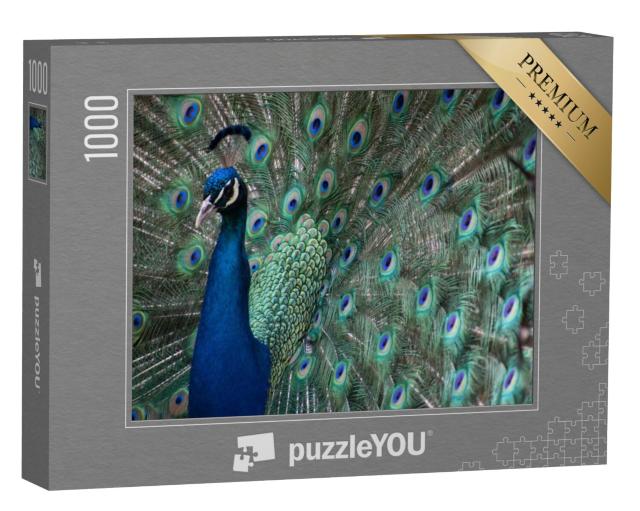 Puzzel 1000 stukjes „Een pauw met verlengde veren“