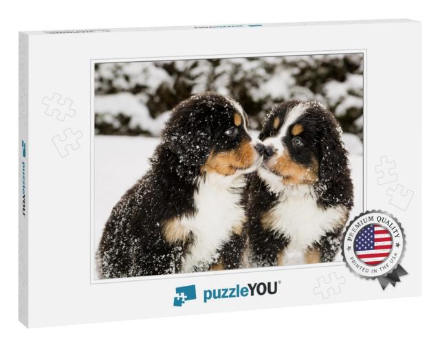 Snowy Bernese Mountain Dog Puppets Sniff Each Others... Jigsaw Puzzle