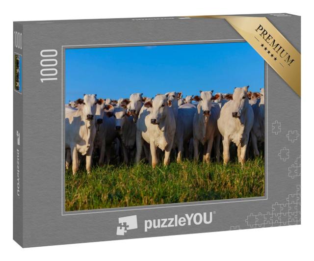 Puzzle 1000 Teile „Herde von Nellore-Rindern auf der Weide“